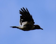 Melanerpes erythrocephalus