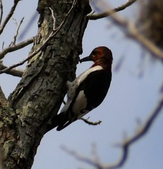 Melanerpes erythrocephalus