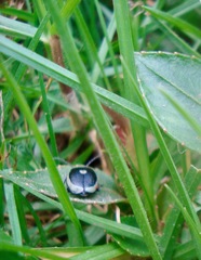 Aspicela unipunctata