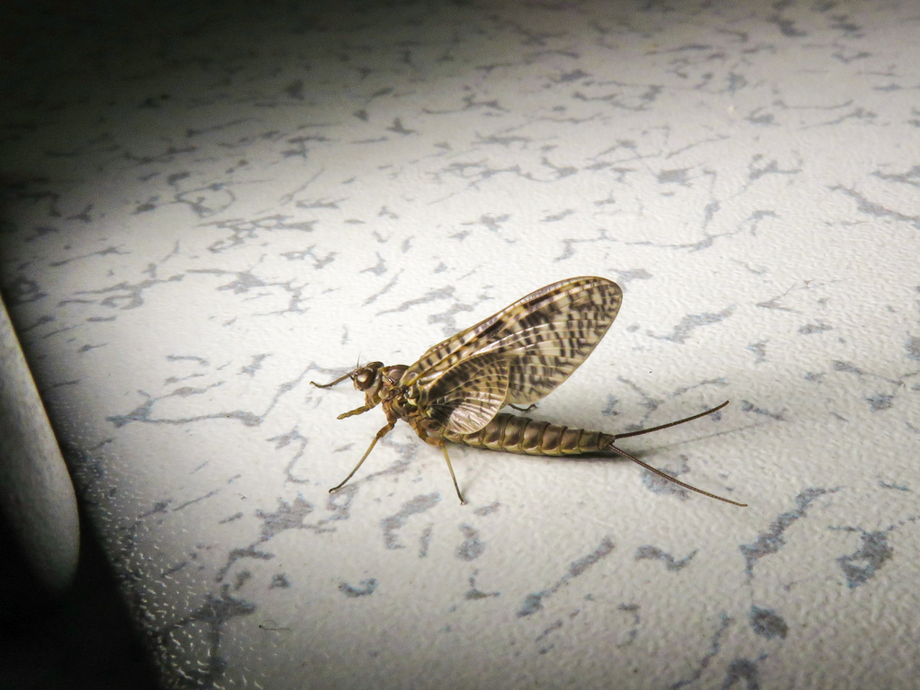 Siphlonurus binotatus