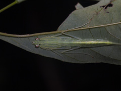 Sinomantis