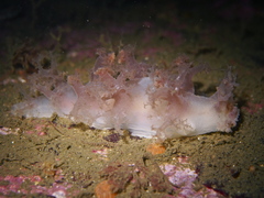 Dendronotus