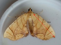 Eulithis gracilineata