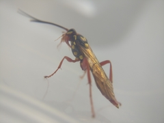 Degithina
