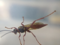 Degithina