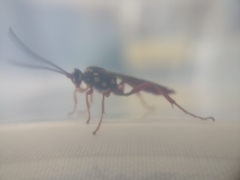 Degithina