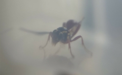 Degithina