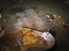 Dendronotus
