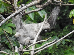 Bradypus variegatus