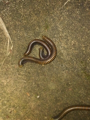 Diplopoda