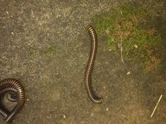 Diplopoda