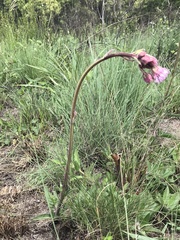 Campuloclinium macrocephalum