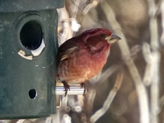 Haemorhous purpureus purpureus