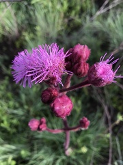 Campuloclinium macrocephalum