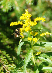 Bombus terricola image
