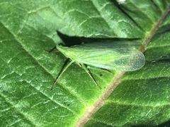 Rhynchomitra