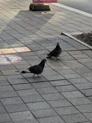 Columba livia domestica