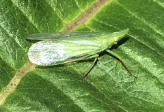 Rhynchomitra