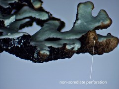 Hypogymnia incurvoides