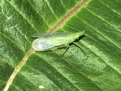 Rhynchomitra