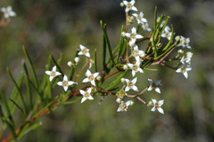 Zieria laxiflora