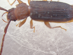 Uleiota truncata
