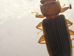 Uleiota truncata