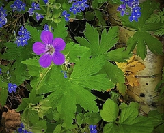Geranium sylvaticum