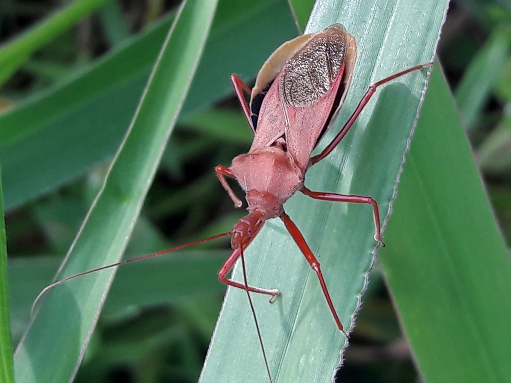 Montina confusa
