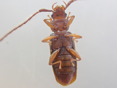 Uleiota truncata