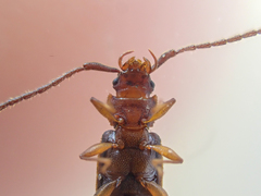 Uleiota truncata