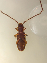 Uleiota truncata