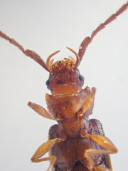 Uleiota truncata