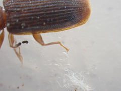 Uleiota truncata
