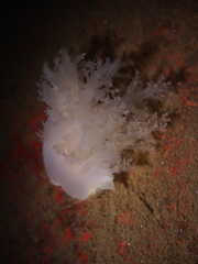 Dendronotus