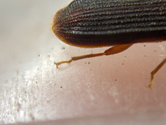 Uleiota truncata