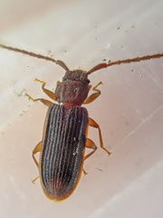Uleiota truncata