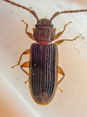 Uleiota truncata