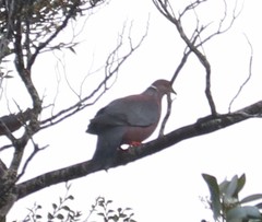 Patagioenas araucana