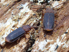 Uleiota truncata