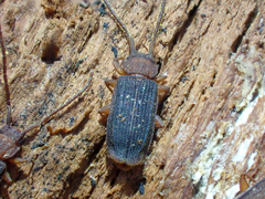 Uleiota truncata