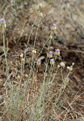 Monardella linoides sierrae