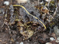 Eupsophus emiliopugini