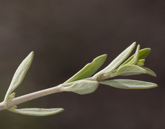 Monardella linoides sierrae