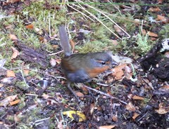 Scelorchilus rubecula