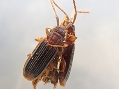 Uleiota truncata