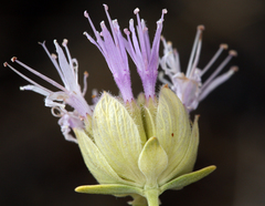 Monardella linoides sierrae