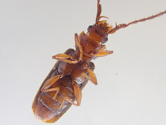 Uleiota truncata