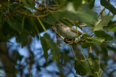 Phylloscopus orientalis