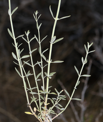 Monardella linoides sierrae